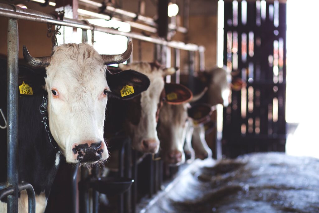 benessere animale mucche - carne - its agroalimentare per il piemonte