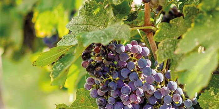Corso Wine Manager - Its Agroalimentare per il Piemonte